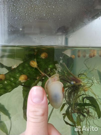 Улитки аквариумные ампулярии