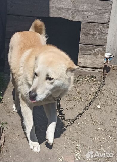 Собака в добрые руки отдам бесплатно