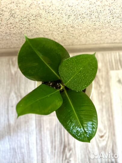 Фикус каучуконосный