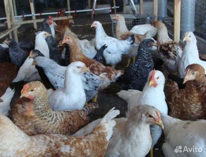 Куры молодки