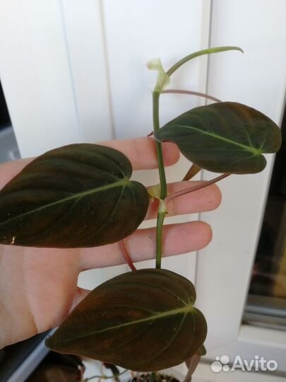 Филодендрон миканс