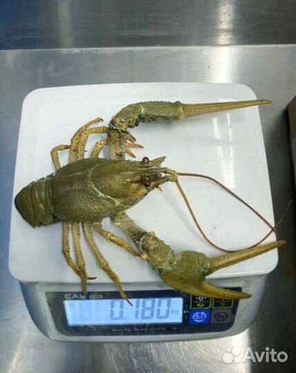 Раки вареные и живые