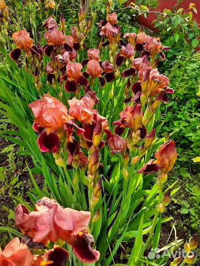 Ирисы бородатые