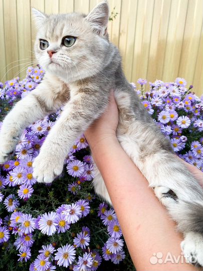 Бриташка краса