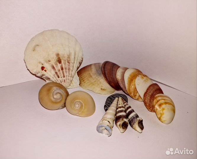 Настоящие морские ракушки