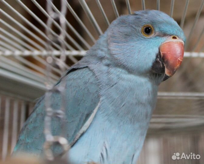 Ожареловый попугай (александрийский)