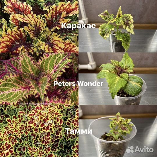 Колеусы вегетативные