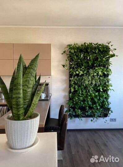 Сциндапсусы микс для фитомодулей