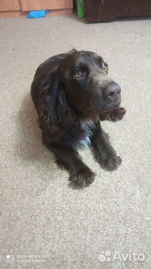 Вязка) кобель русского охотничьего спаниеля