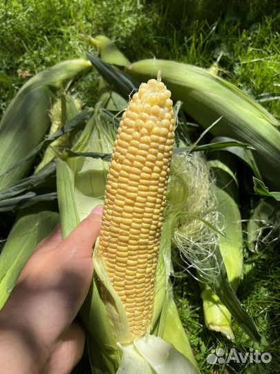 Кукуруза сладкая