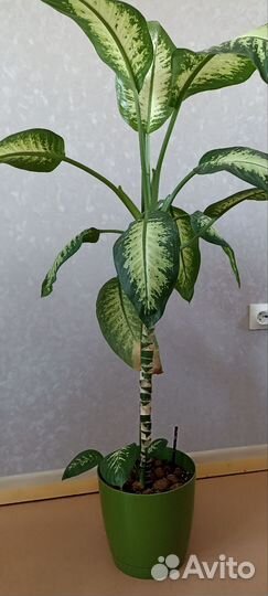 Комнатные растения цветы большие