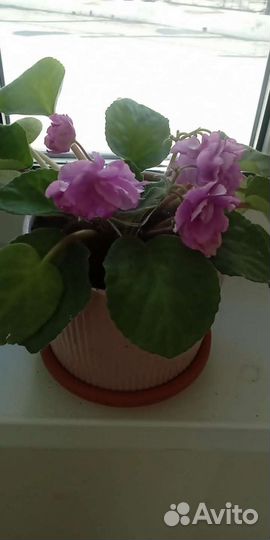 Фиалка сортовая