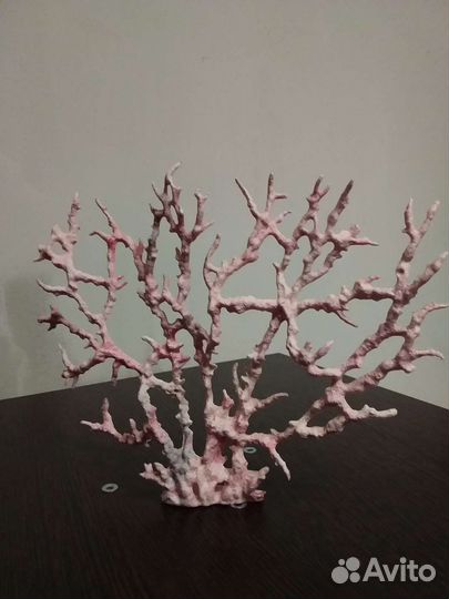 Коралл для аквариума