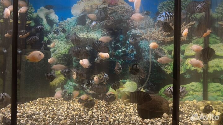 Аквариумные рыбки