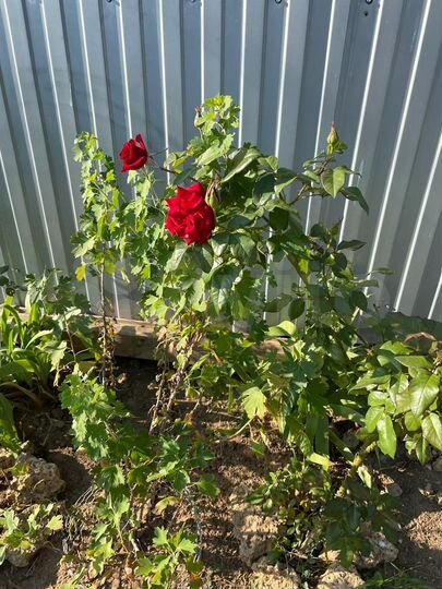 Дом 120 м² на участке 8 сот.