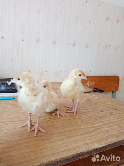 Индюки индюшата