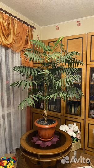 Пальма хамедорея