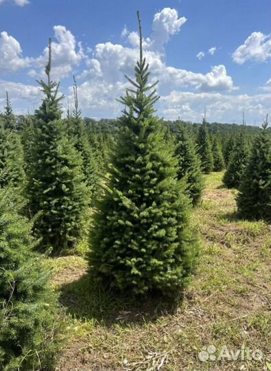 Пихта Корейская