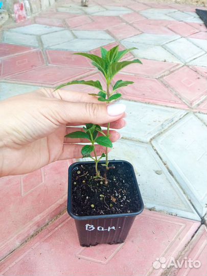 Гортензия метельчатая