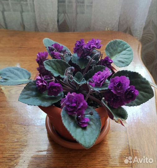 Цветущие фиалки