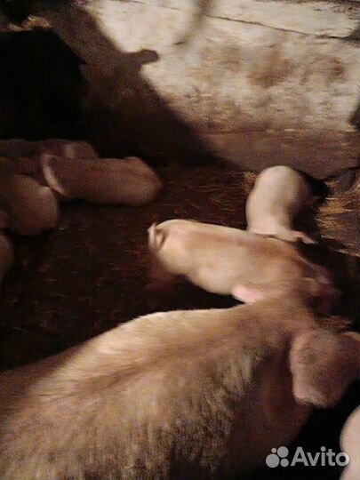 Поросенок ландрас