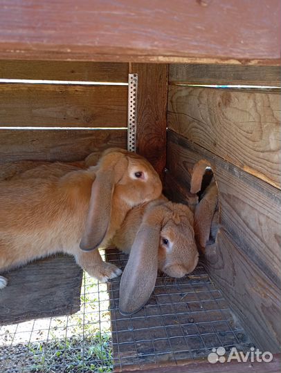 Французский баран