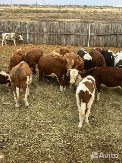 Бычки 64 головы