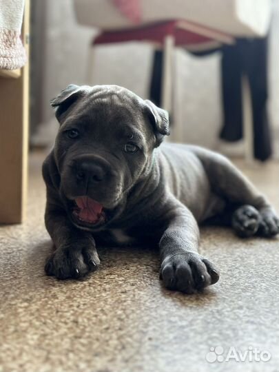 Кане Корсо щенок