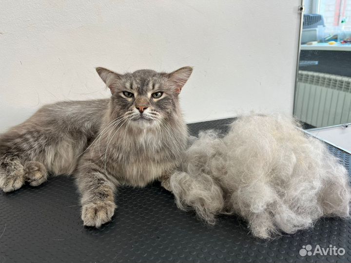 Груминг собак