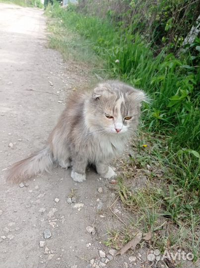 Кошка вислоухая