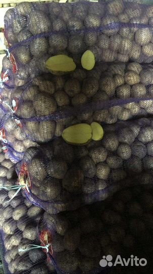 Картофель оптом, сорт Гала