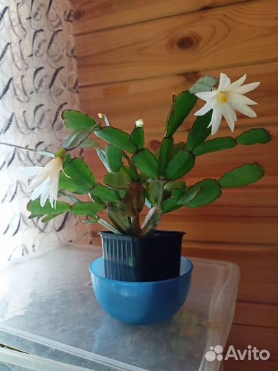 Рипсалидопсис