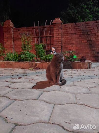 Британская кошка бесплатно