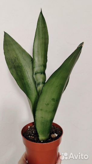 Сансевиерия муншайн