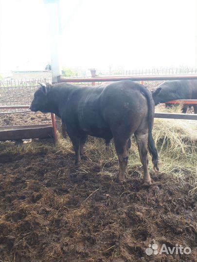 Продам быков
