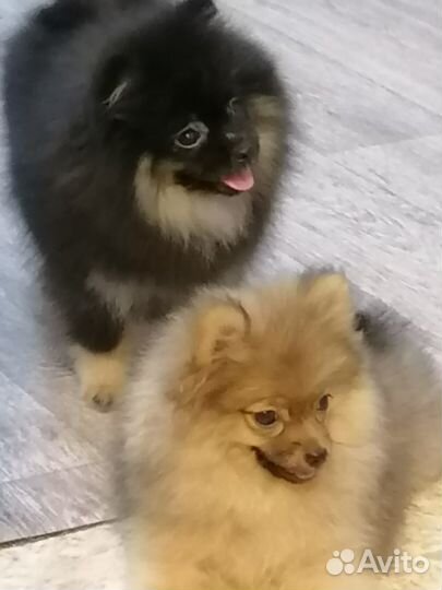 Щенки шпица