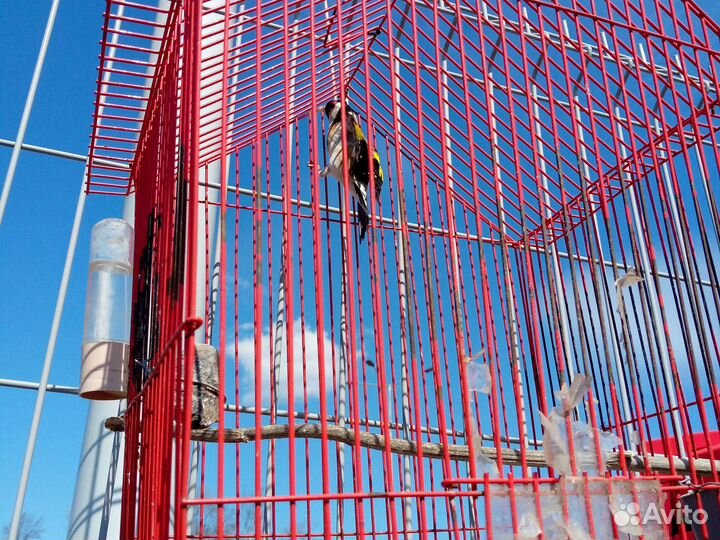 Птица щегол