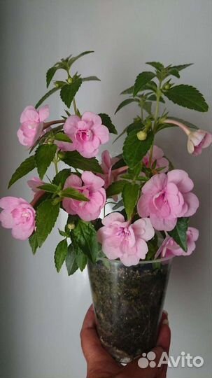 Ахименесы цветущие