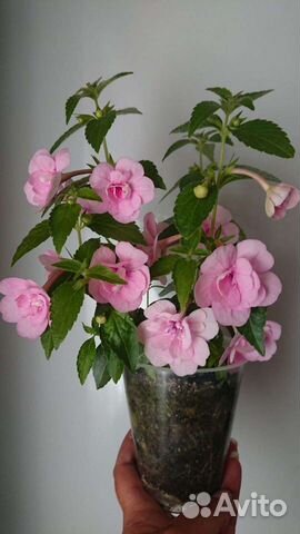 Ахименесы цветущие