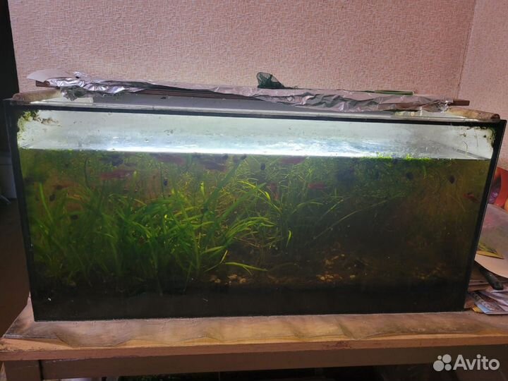 Отдам бесплатно