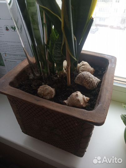 Сансивиерия сортовая жёлтая 70 см В керамик горшке