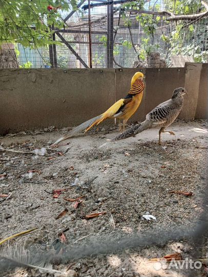 Фазаны и куры