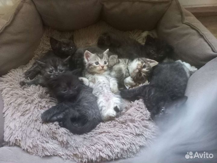 Котята в добрые руки бесплатно