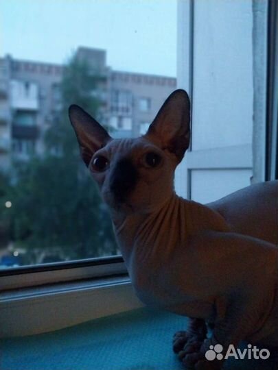 Отдам в добрые руки