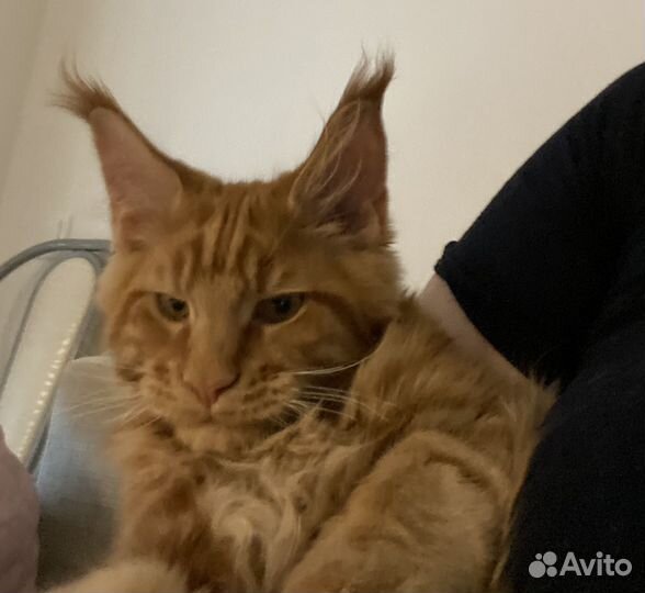 Мейн-кун вязка