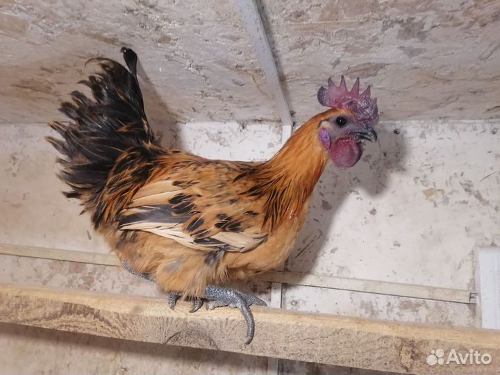 Петухи Лакеданзи