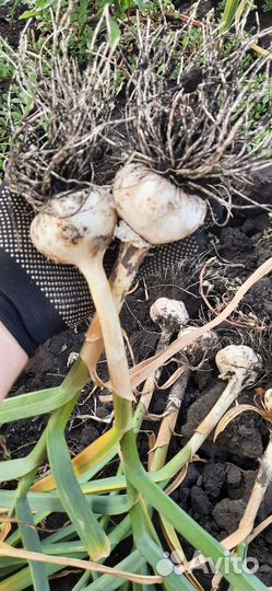 Семенной Чеснок 