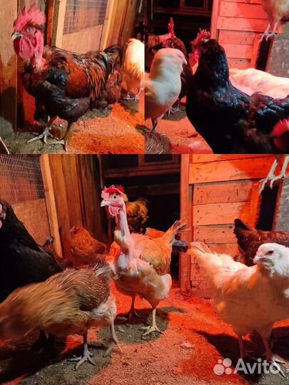 Молодки помесные, голошейка, петух амераукан