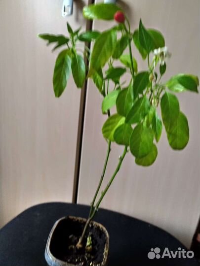 Декоративно- съедобный перчик