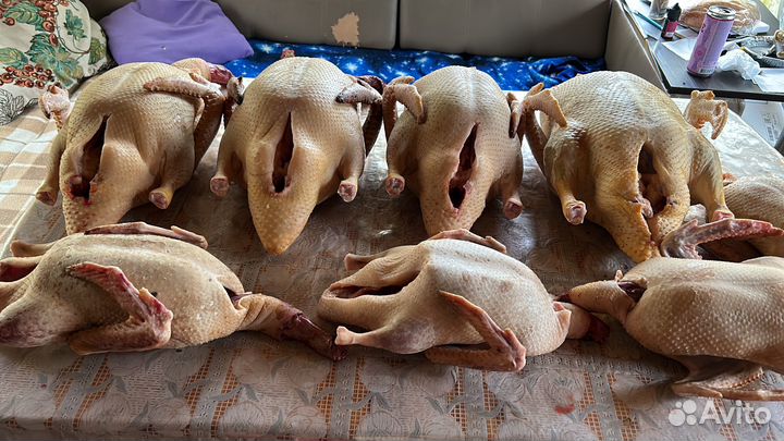 Мясо индоутки